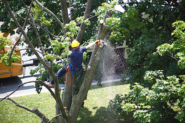 Best Tree Disease Treatment  in Bloomingdale, TN